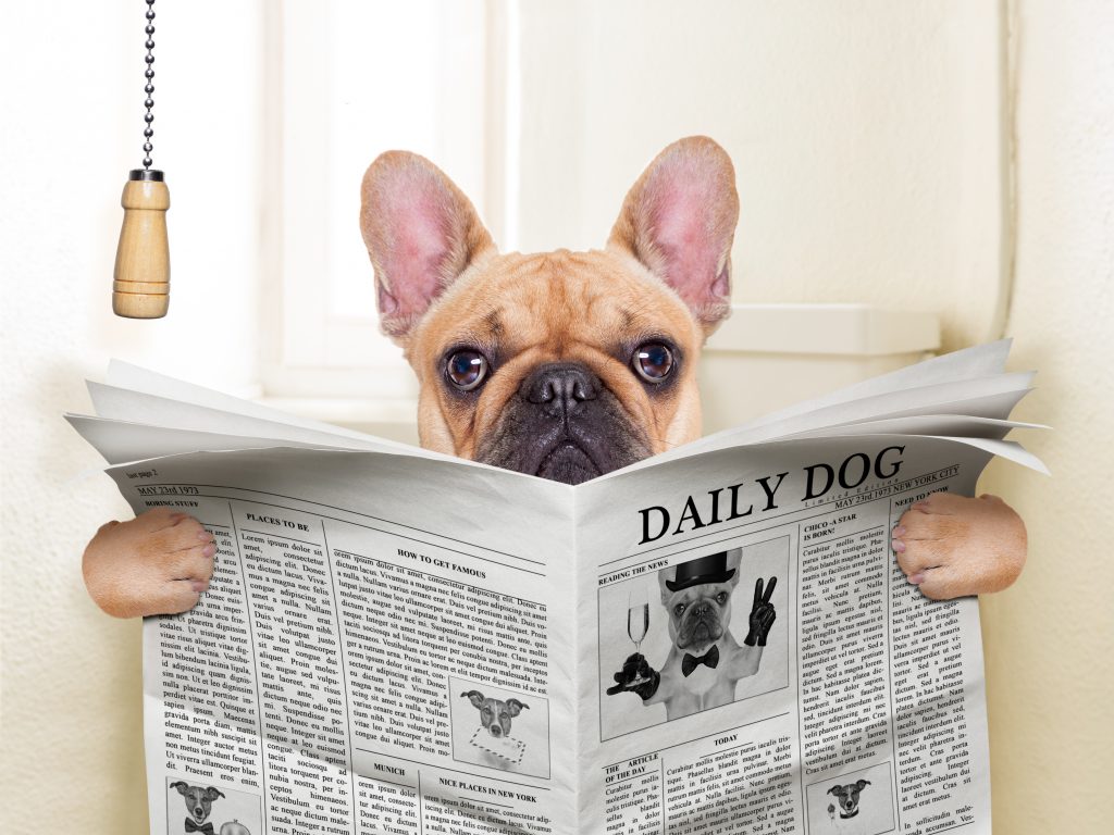 dog sitting on toilet reading newspaper